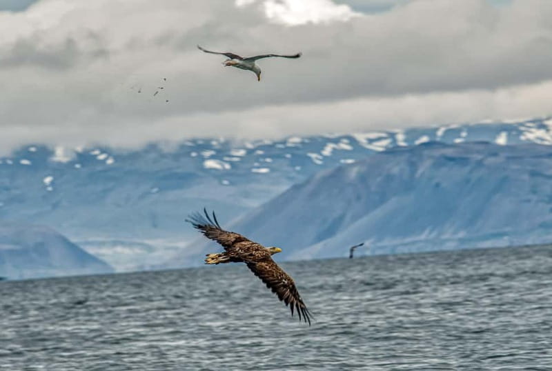 Stykkishólmur: Puffin and Wildlife Boat Tour - The short scenic stop near Sæbraut, then out to the colony areas