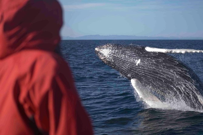 The Original Classic Whale Watching from Reykjavik - Faxaflói Bay wildlife, and why this route matters