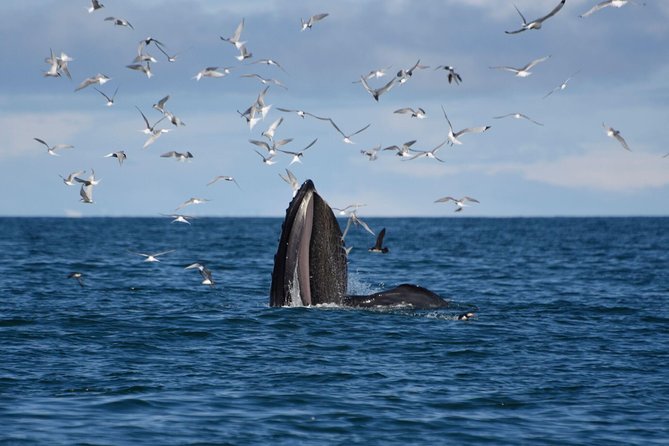 The Original Classic Whale Watching from Reykjavik - Warmth at sea: overalls, rain gear, blankets, and onboard comfort