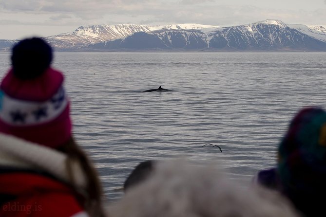 The Original Classic Whale Watching from Reykjavik - Marine-biologist style guidance from Pedro and Kylie