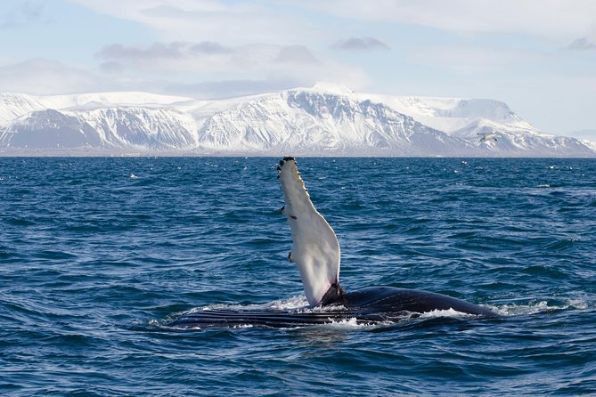 The Original Classic Whale Watching from Reykjavik - What you might see: humpbacks, minke whales, dolphins, seals, and more