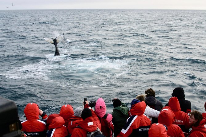 The Original Classic Whale Watching from Reykjavik - Price and value: does $105 make sense for this experience?