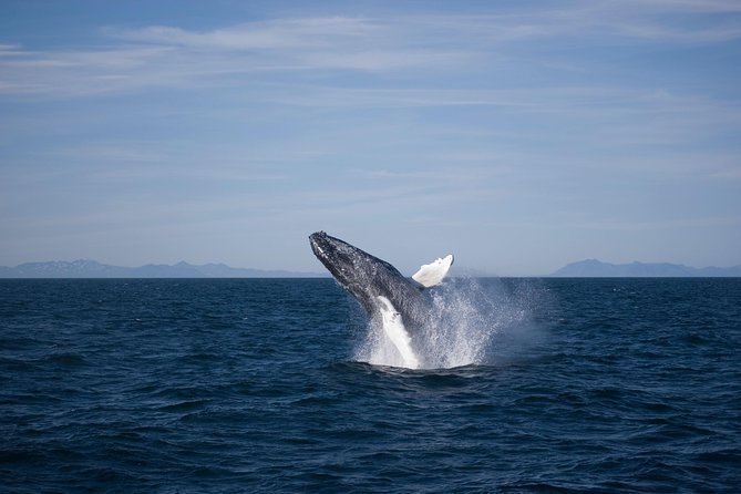 The Original Classic Whale Watching from Reykjavik - Who this tour fits best, and who should plan for limits