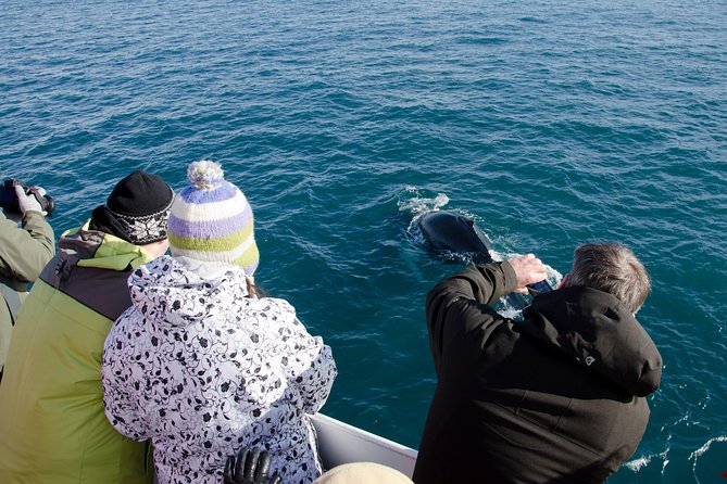 The Original Classic Whale Watching from Reykjavik - How the 3-hour cruise flows from Elding’s pier