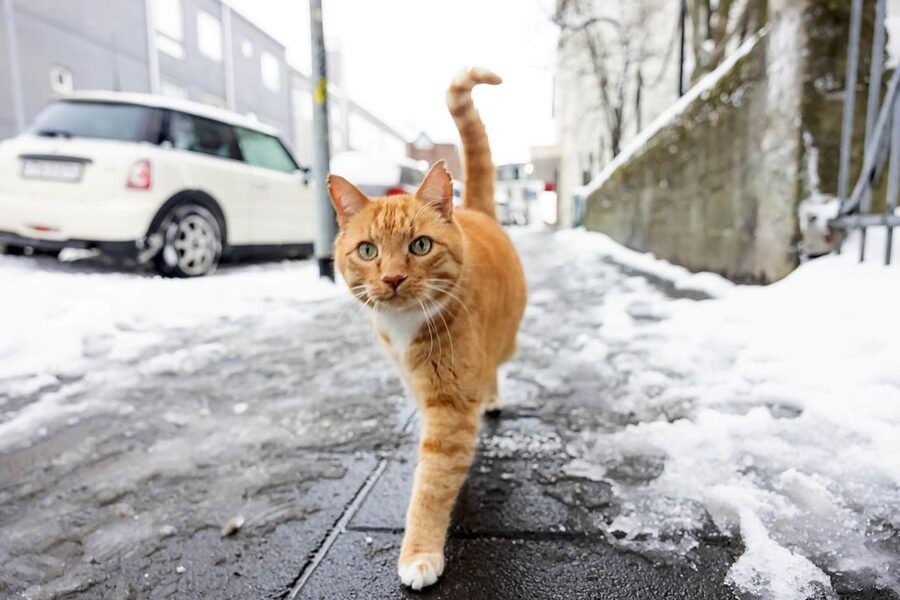 The Private Reykjavik CatWalk - Keep your eyes peeled for Baktus, Jonsi, and Ofelia