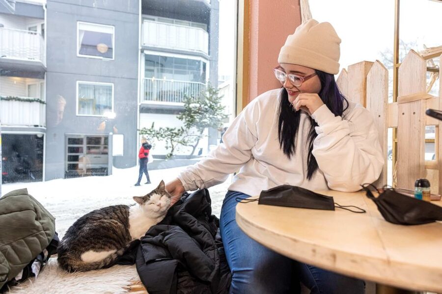 The Private Reykjavik CatWalk - The Reykjavik Cat gift store stop