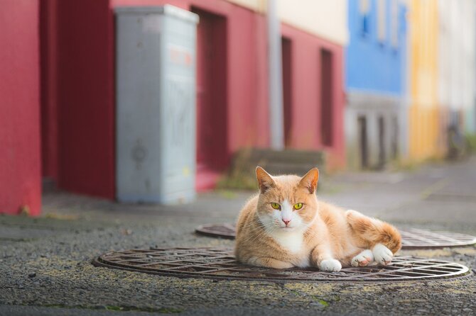 The Reykjavik Cat Walking Tour - Cat lore in the middle of downtown