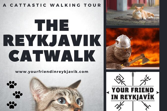 The Reykjavik Cat Walking Tour - Price and what you get for about $76.22