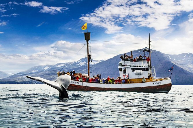 Traditional Oak Ship Whale Watching Tour From Husavik - The Original Husavik tour, and why that reputation matters