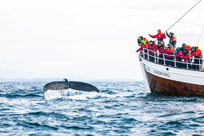 Traditional Oak Ship Whale Watching Tour From Husavik - Skjalfandi Bay wildlife: what you might spot on your cruise