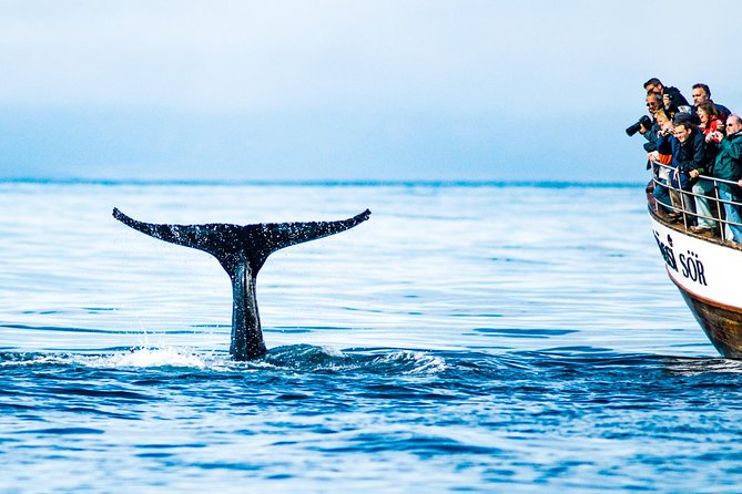 Traditional Oak Ship Whale Watching Tour From Husavik - Price and value: is $118.56 worth it for 3 hours?