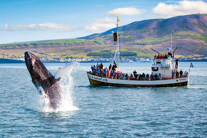Traditional Oak Ship Whale Watching Tour From Husavik - Booking timing and your best chance of a good day