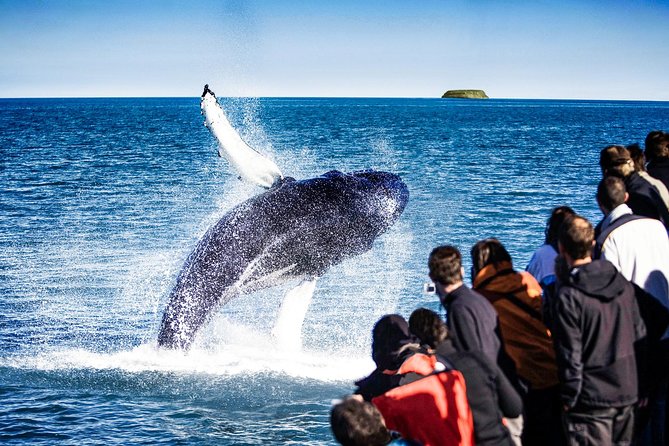 Traditional Oak Ship Whale Watching Tour From Husavik - Traditional oak ship sailing, built for comfort in real weather
