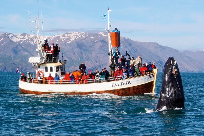 Traditional Whale Watching from Húsavík by Local Family Company - The Traditional Oak Boat Experience on Skjálfandi Bay
