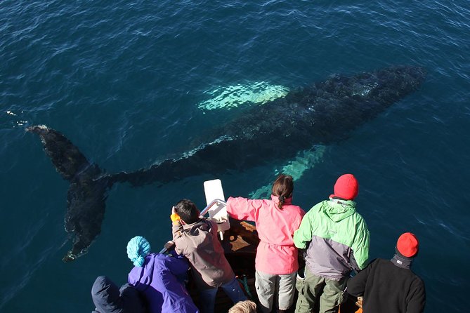 Traditional Whale Watching from Húsavík by Local Family Company - Wildlife Spotting: How the Crew Helps You See More Than Just Blows