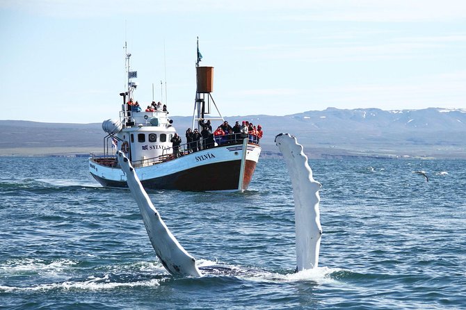 Traditional Whale Watching from Húsavík by Local Family Company - Comfort Tips That Actually Matter: Warm Gear and Choppy Seas