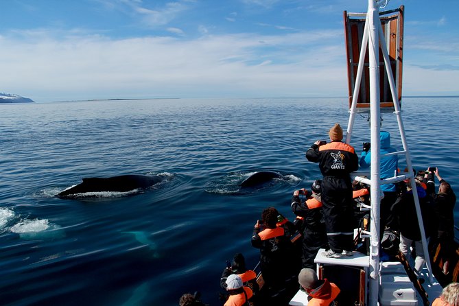Traditional Whale Watching from Húsavík by Local Family Company - Who This Tour Is Best For