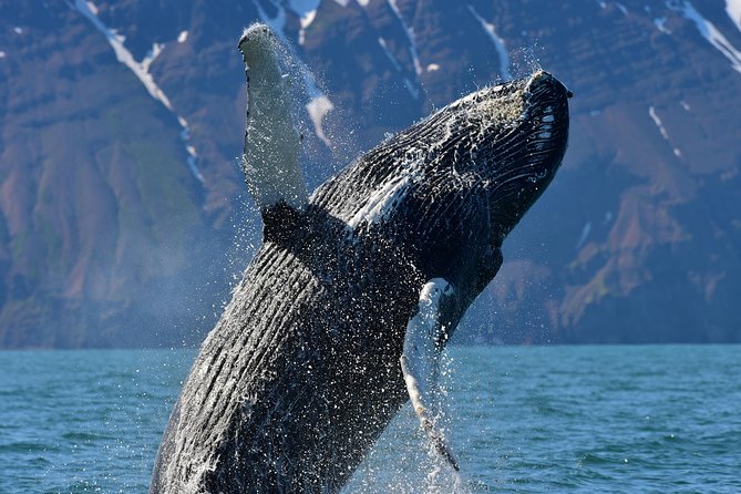 Traditional Whale Watching from Húsavík by Local Family Company - The Meeting Point and How to Avoid Losing Time