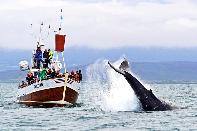Traditional Whale Watching from Húsavík by Local Family Company - What You Actually Do on the Water for 3 Hours