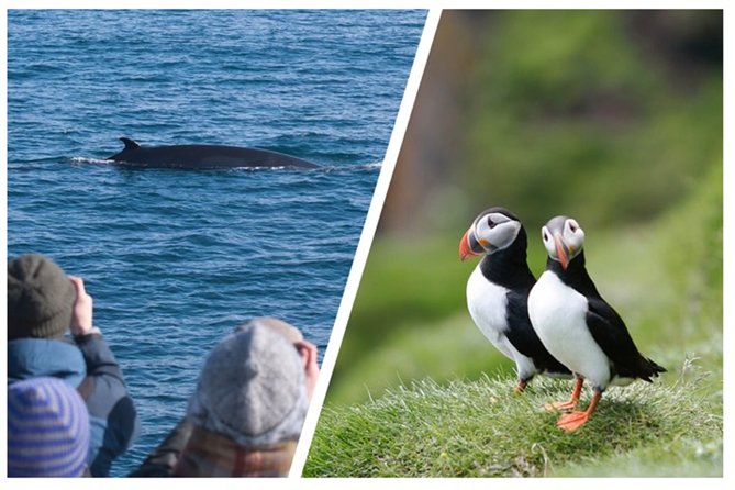 Two-In-One: Whale & Puffin Watching Tours from Reykjavik - Why this combo tour is a smart use of half a day