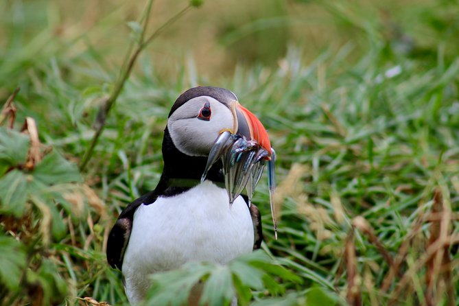 Two-In-One: Whale & Puffin Watching Tours from Reykjavik - Old Harbour break: use the time wisely between boats