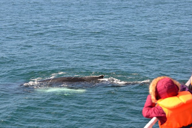 Two-In-One: Whale & Puffin Watching Tours from Reykjavik - Faxafloi Bay whales: the larger-boat 3-hour search