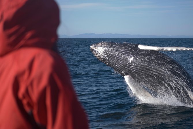Two-In-One: Whale & Puffin Watching Tours from Reykjavik - Photography and spotting tips so you catch the short moments