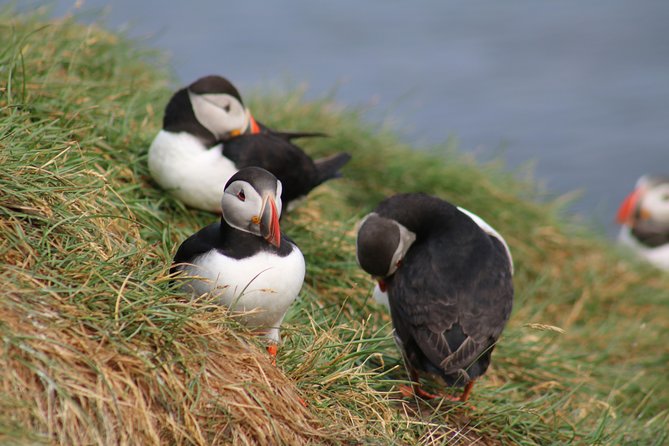 Two-In-One: Whale & Puffin Watching Tours from Reykjavik - Value check: does $140 make sense for a two-boat day?