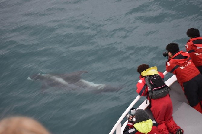 Two-In-One: Whale & Puffin Watching Tours from Reykjavik - Lundey puffins: the smaller boat stop that sets the tone
