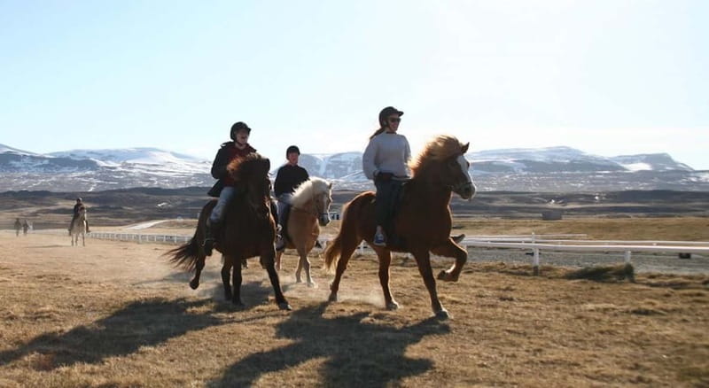 Varmahlid: Viking Horse Riding Tour - Price and value at about $111 for 1.5 hours