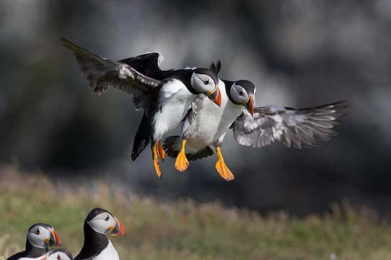 Vestmannaeyjar: Puffin, Island, and Volcano Boat Tour - The Loneliest House in the World: Elliðaey Up Close