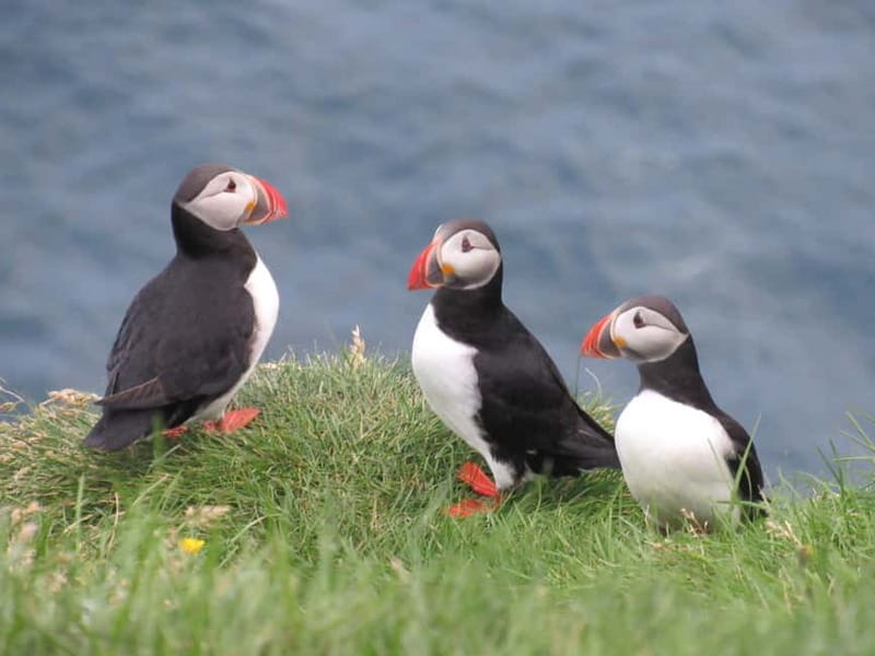 Vestmannaeyjar: Puffin, Island, and Volcano Boat Tour - A Sea Cave Stop With Music: Where Sound Becomes the Attraction