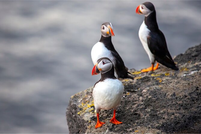 Vestmannaeyjar, Puffins & Volcanoes Small Group Day Tour - Lunch breaks, what you can do with free time, and what to pack