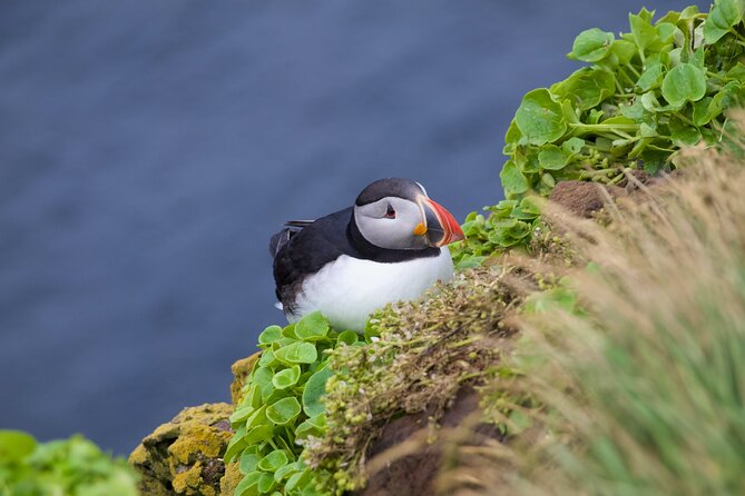 Volcanic Vistas & Puffin Paradise ATV Tour - Key points before you go