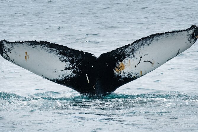 Westfjords Whale Watching - Meeting in Ísafjörður: Quick Start, Real Time on the Water