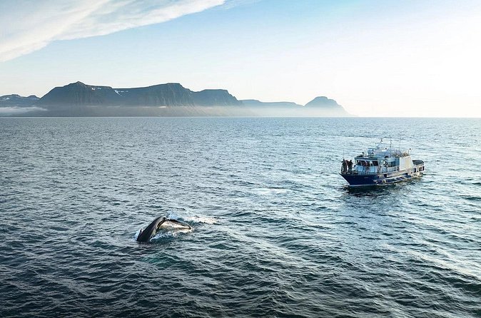 Westfjords Whale Watching - The Onboard Team: Guidance That Turns Sightings Into Stories