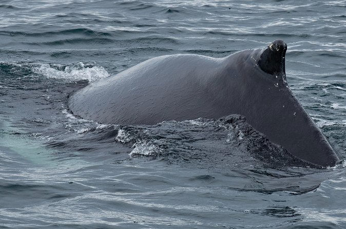 Westfjords Whale Watching - What You Can Realistically Expect to See