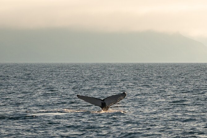 Westfjords Whale Watching - Price and Value Check for $113.68