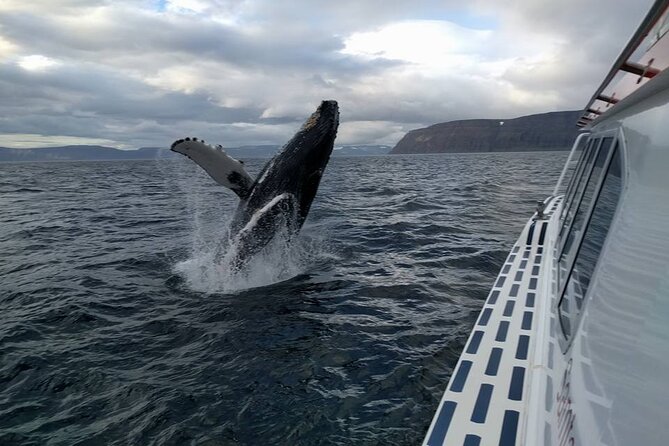 Westfjords Whale Watching - Stop 1 at Ísafjarðardjúp: How the Whale Spotting Usually Plays Out