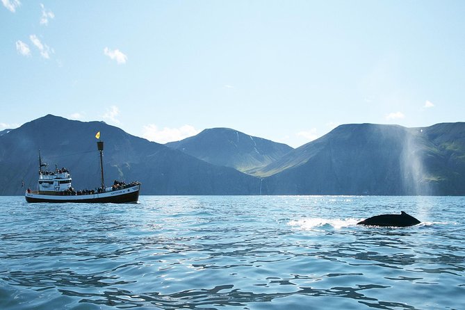Whale and Puffin Watching around Skjálfandi Bay from Husavik - Key Things I’d Watch for on This Skjálfandi Bay Cruise