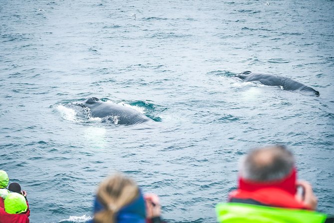 Whale and Puffin Watching around Skjálfandi Bay from Husavik - Why Skjálfandi Bay from Húsavík Works So Well for Whales
