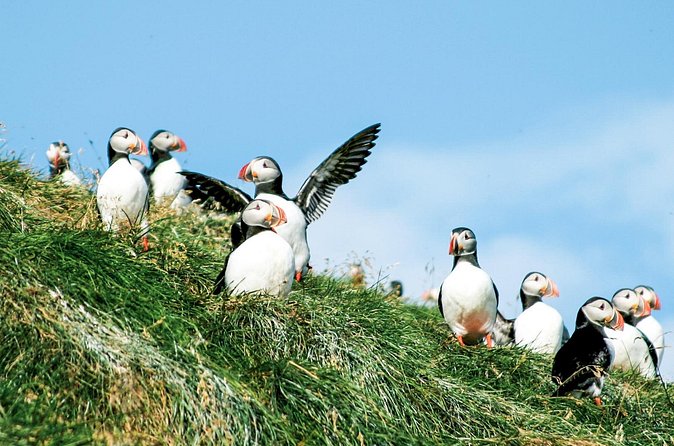 Whale and Puffin Watching around Skjálfandi Bay from Husavik - What’s Included in the Price, and Why It Feels Worth It