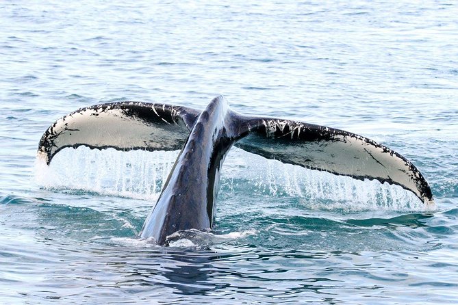 Whale and Puffin Watching around Skjálfandi Bay from Husavik - How Close Are the Whales, Really?