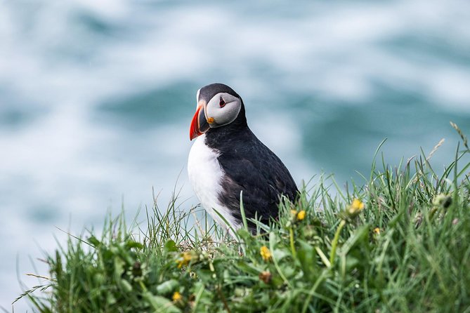 Whale and Puffin Watching around Skjálfandi Bay from Husavik - Discounts in Húsavík That Pair Well With This Trip