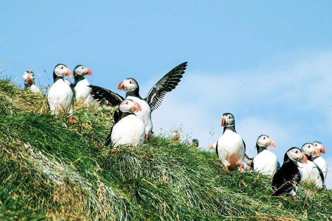 Whale and Puffin Watching around Skjálfandi Bay from Husavik - Should You Book This Whale and Puffin Cruise?