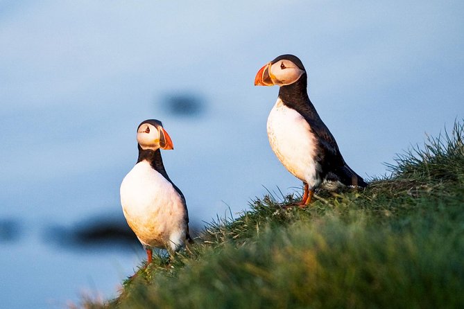 Whale and Puffin Watching around Skjálfandi Bay from Husavik - Puffin Island Bird-Watching, and Why You Often See Them at a Distance