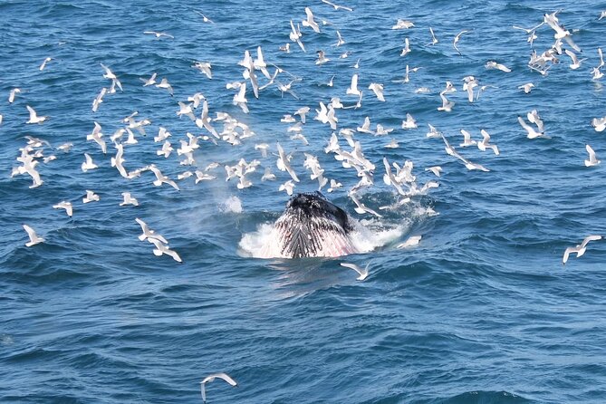 Whale Watching And Fly Over Iceland Guided Tour - FlyOver Iceland at 360 degrees: winds and scents included