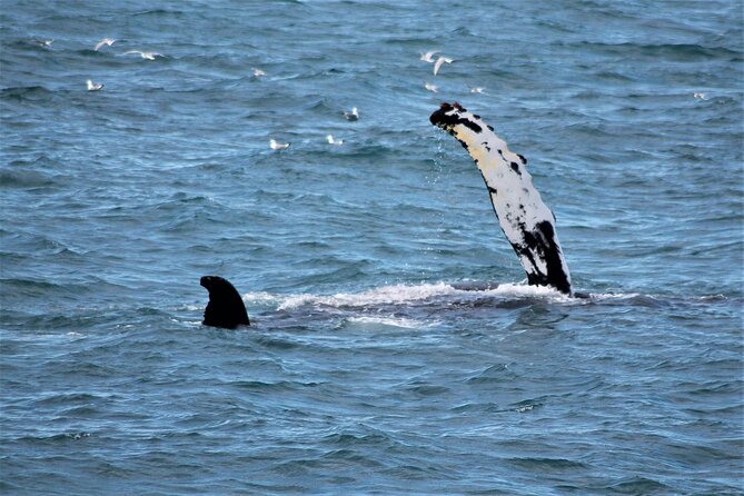 Whale Watching And Fly Over Iceland Guided Tour - How the fixed departure times shape your day