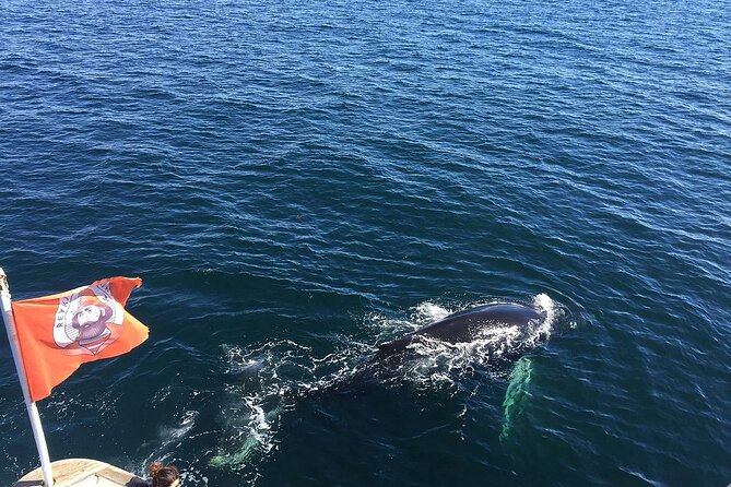 Whale Watching And Fly Over Iceland Guided Tour - Price and what you really get for $146