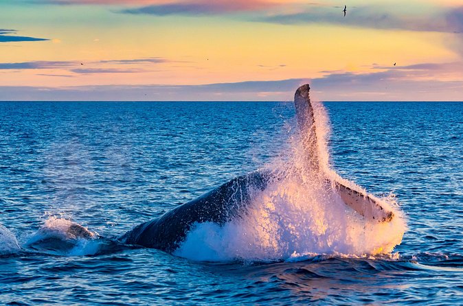 Whale Watching and Golden Circle Tour from Reykjavik - Gullfoss Waterfall: Multiple Angles on the Power